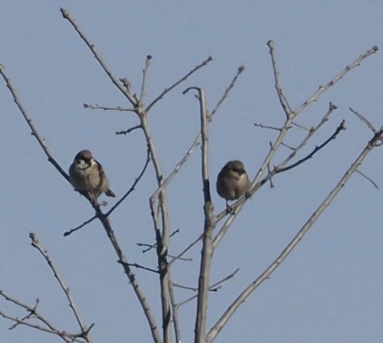 Eurasian Tree Sparrow - ML415184591
