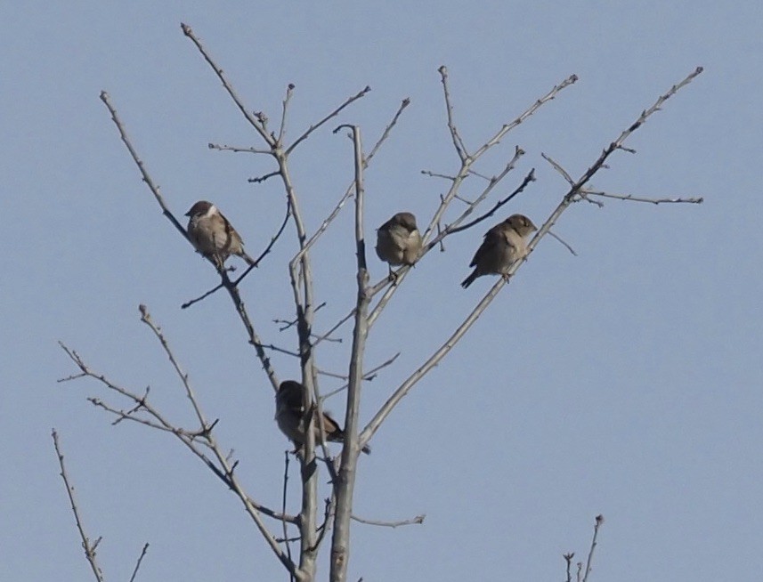 Eurasian Tree Sparrow - ML415184661