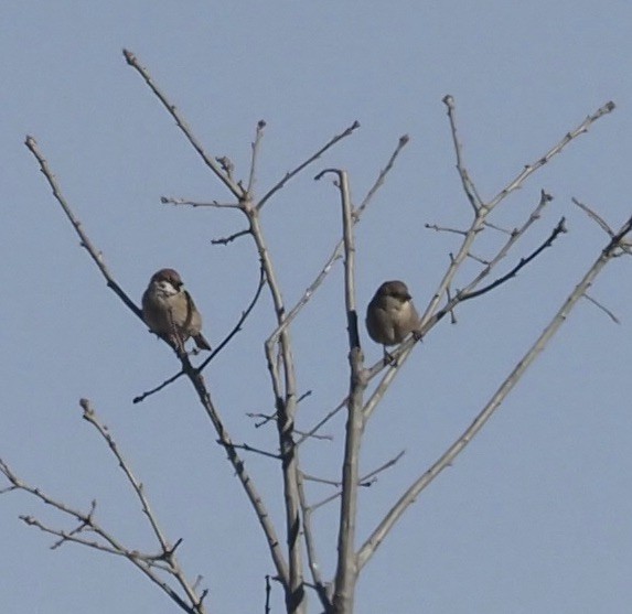 Eurasian Tree Sparrow - ML415184741