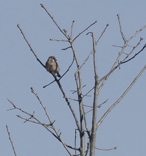 Eurasian Tree Sparrow - ML415184921