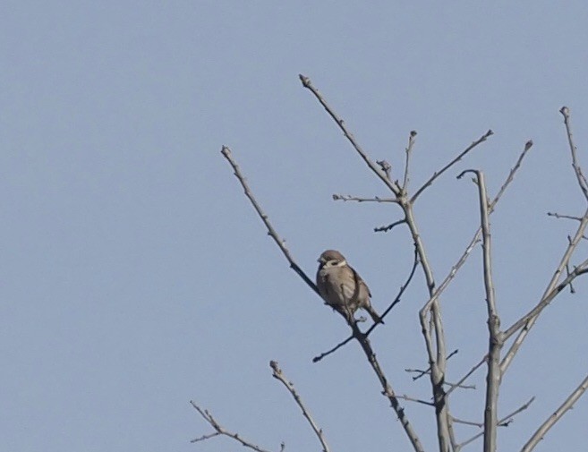 Eurasian Tree Sparrow - ML415185191