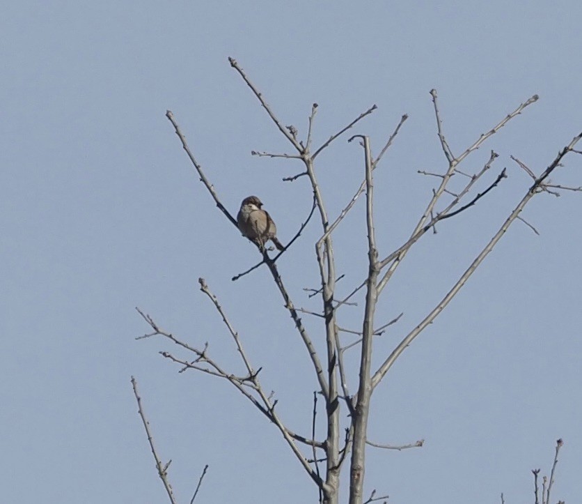 Eurasian Tree Sparrow - ML415185411