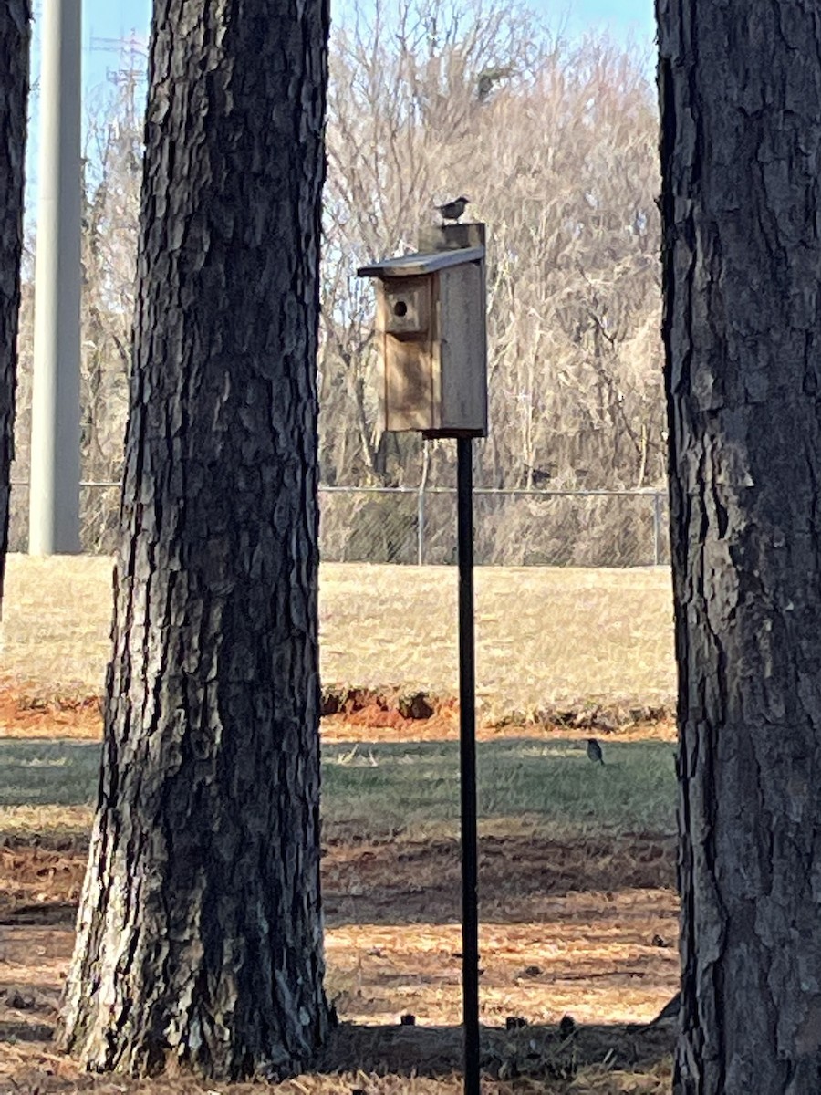 Brown-headed Nuthatch - Emily Read