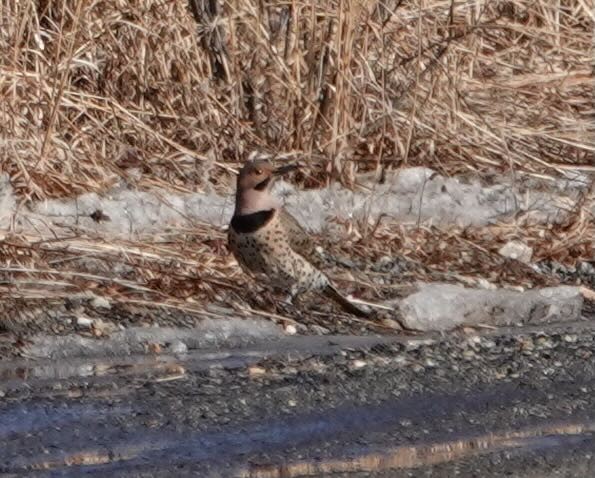 Northern Flicker - ML415187711