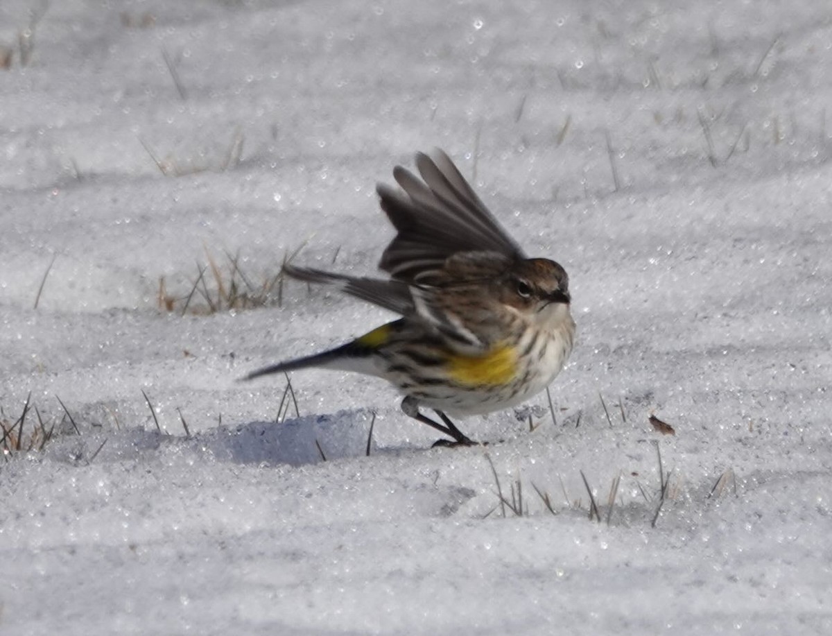 Yellow-rumped Warbler - ML415187721