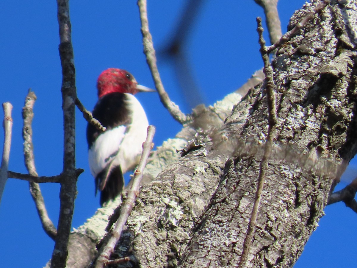 Red-headed Woodpecker - ML415187781