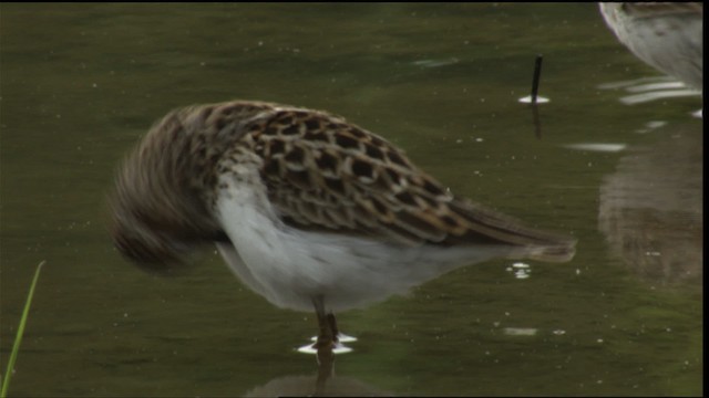 Least Sandpiper - ML415188