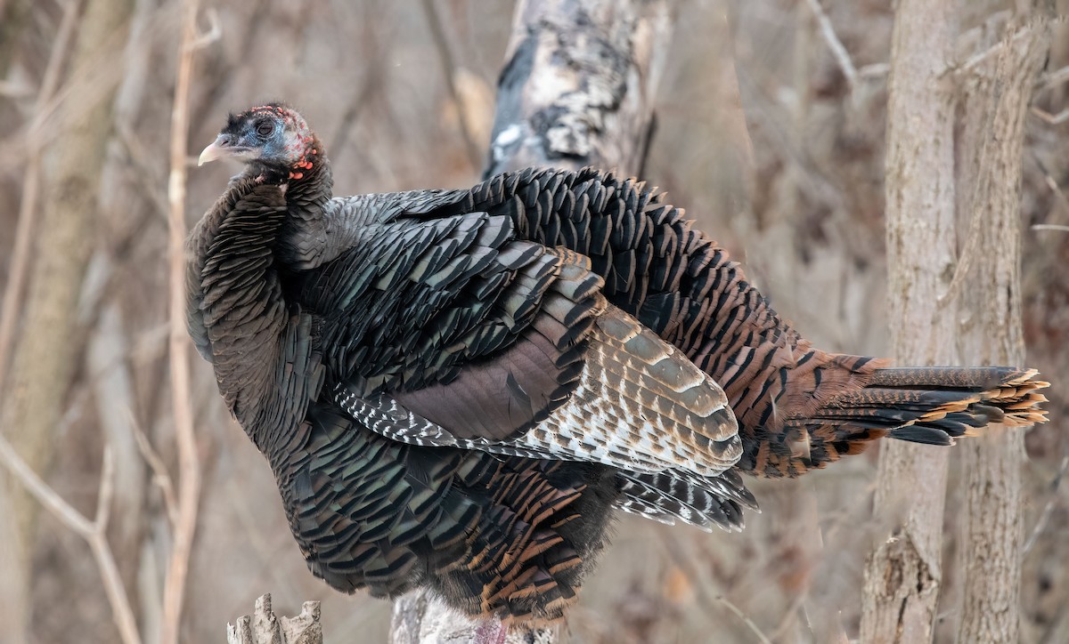 Wild Turkey - Anne-Marie Dufour