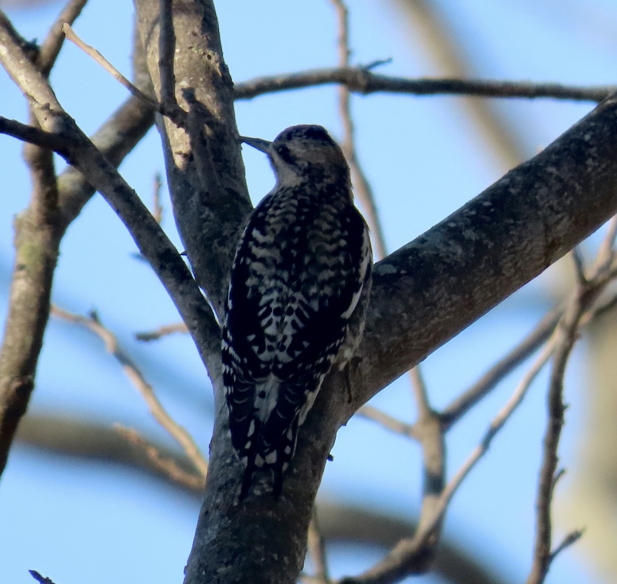 Yellow-bellied Sapsucker - ML415188701