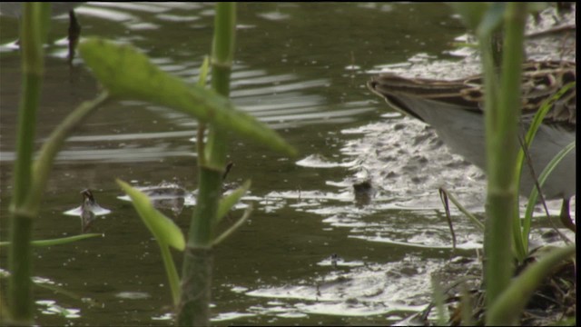 Least Sandpiper - ML415189