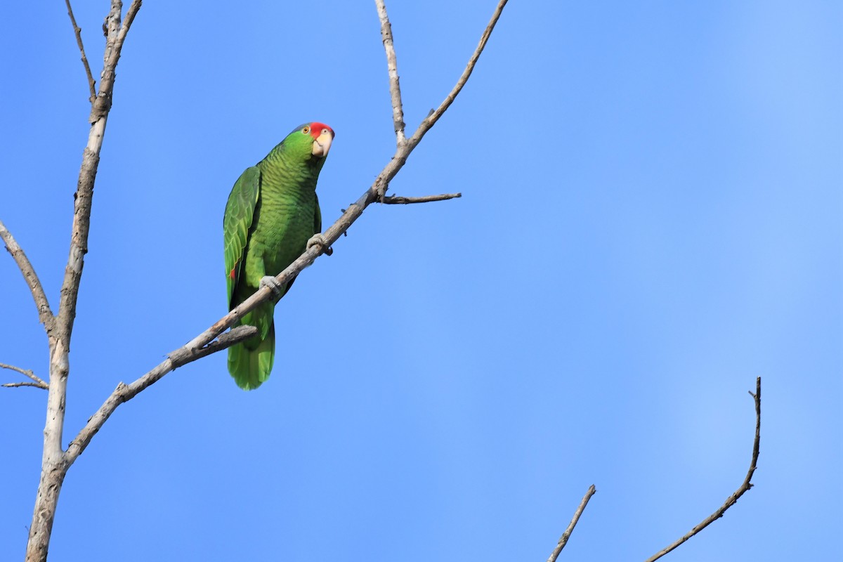Red-crowned Parrot - ML415189711