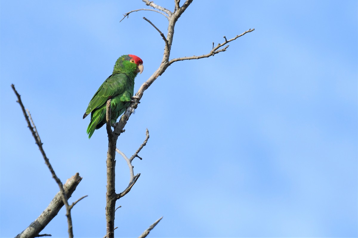 Red-crowned Parrot - ML415189721