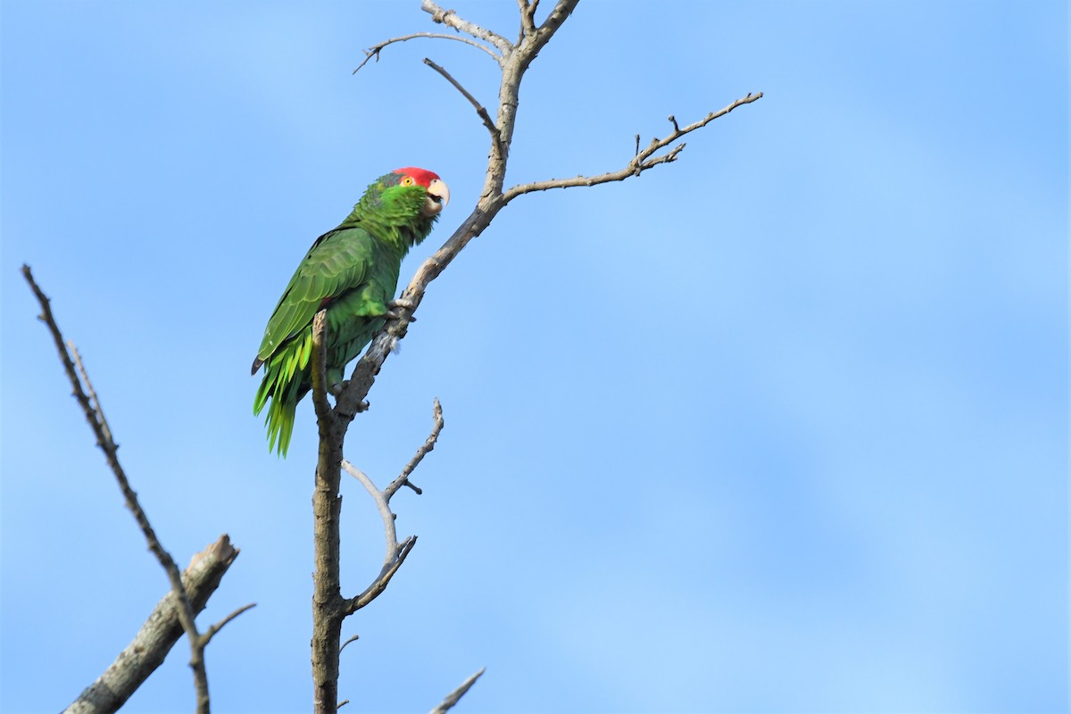 Amazona Tamaulipeca - ML415189731