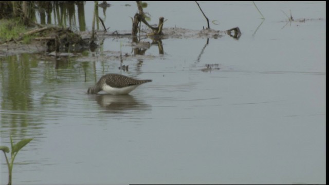 Solitary Sandpiper - ML415190