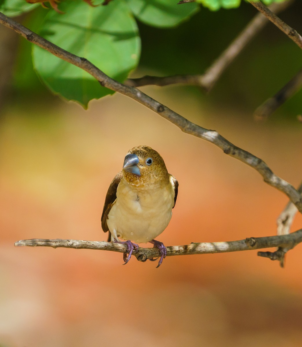 African Silverbill - ML415190341