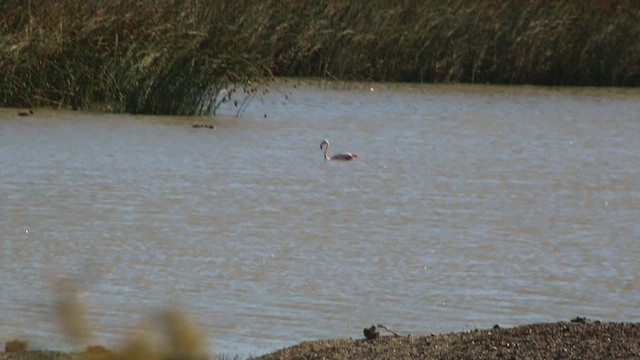 Chilean Flamingo - ML415190751