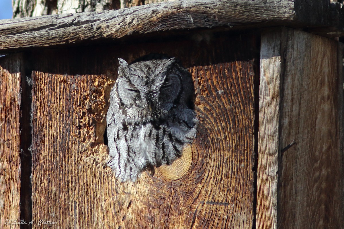 Western Screech-Owl - Linda Chittum