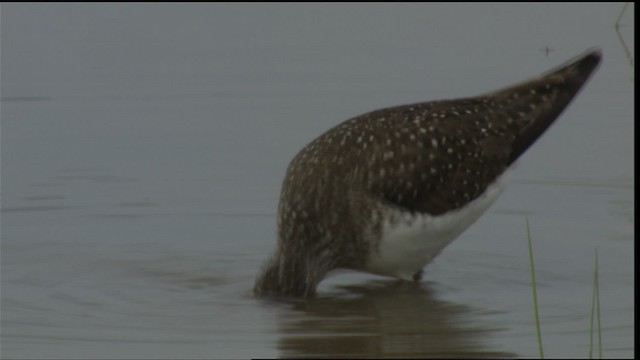 Solitary Sandpiper - ML415191