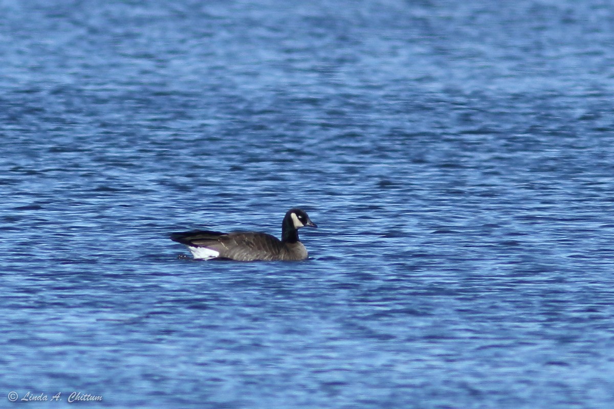 Cackling Goose - ML415193421