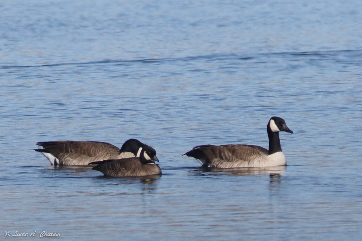 Cackling Goose - ML415193431