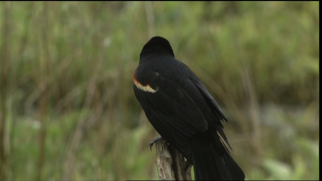 Al Kanatlı Karatavuk [phoeniceus grubu] - ML415196