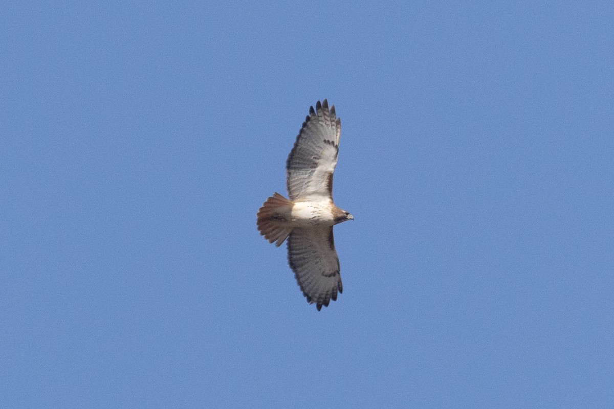 Red-tailed Hawk - ML415196741