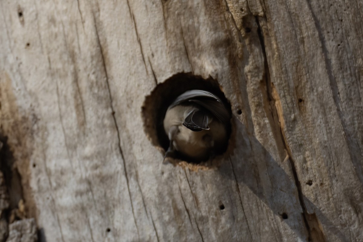 Carolina Chickadee - ML415196771