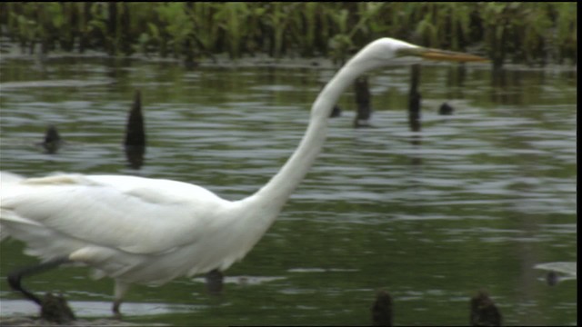 Grande Aigrette (egretta) - ML415197