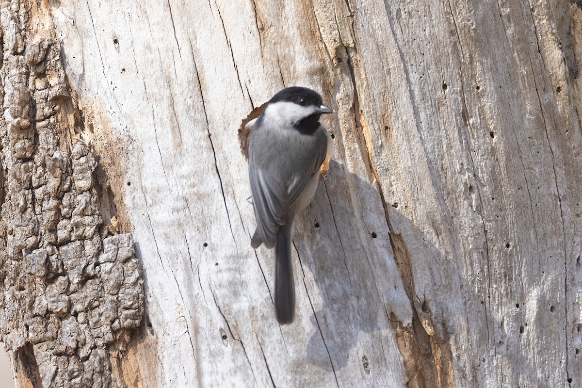 Carolina Chickadee - ML415197121