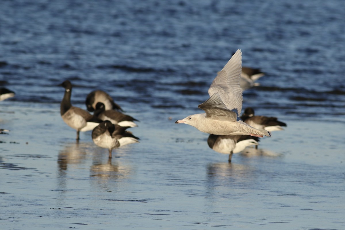 Glaucous Gull - ML415197931