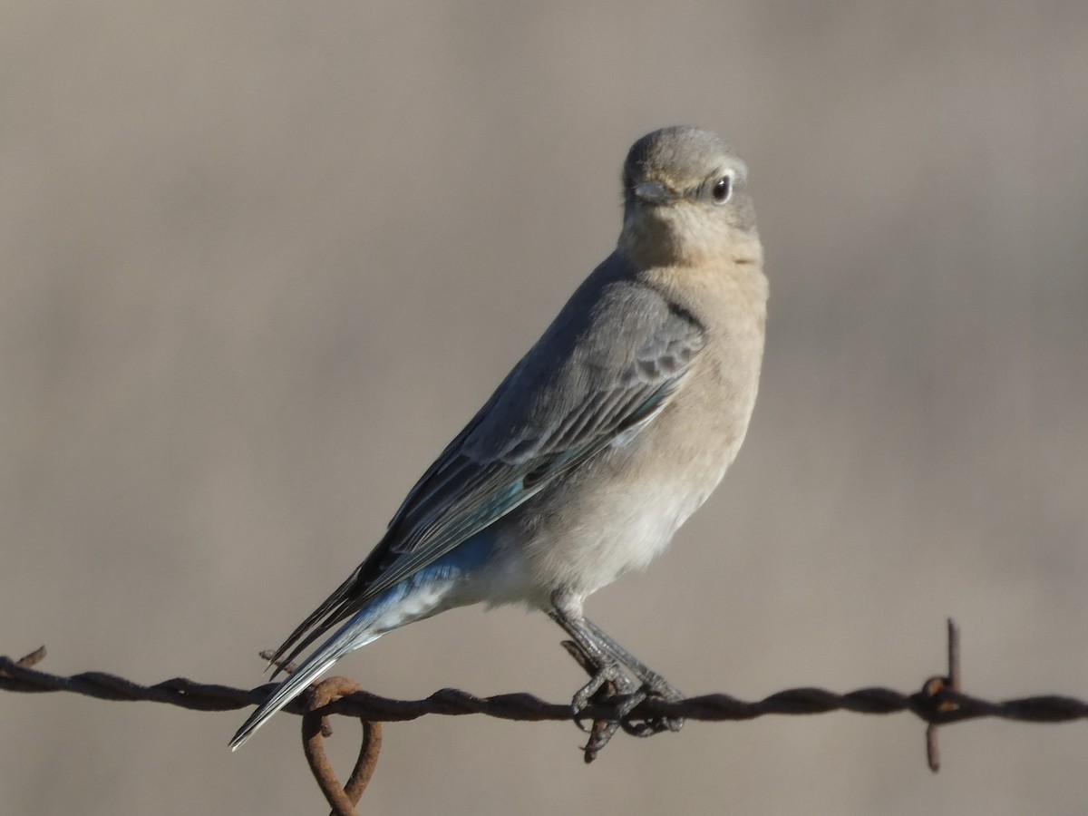 Mountain Bluebird - ML415200051