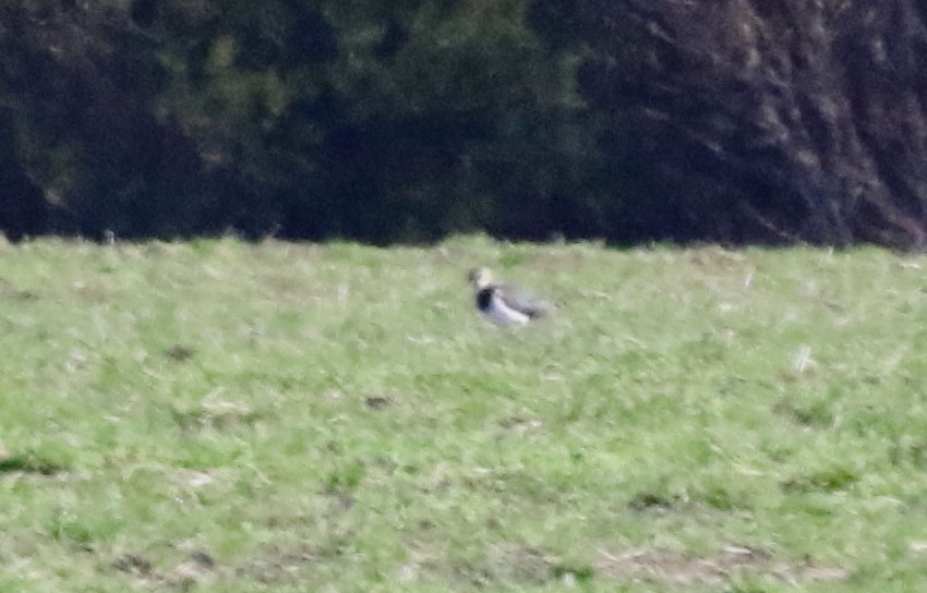 Northern Lapwing - ML415200511