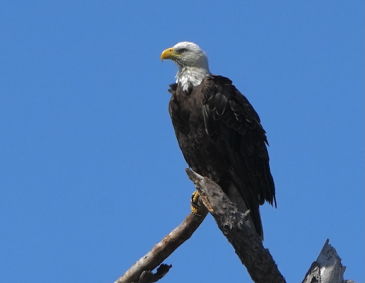 Bald Eagle - ML415201461