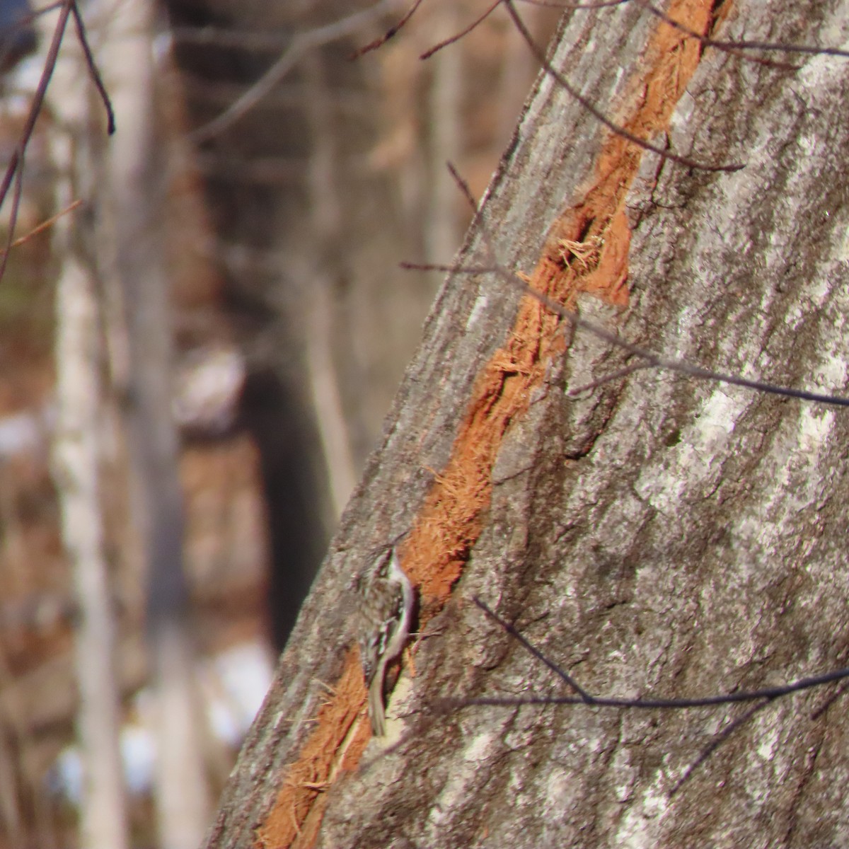 Brown Creeper - ML415202081
