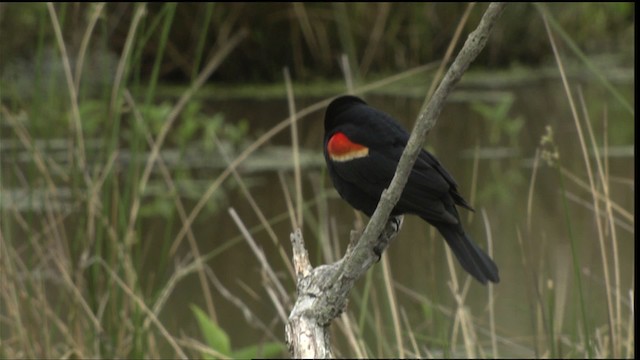 vlhovec červenokřídlý [skupina phoeniceus] - ML415203