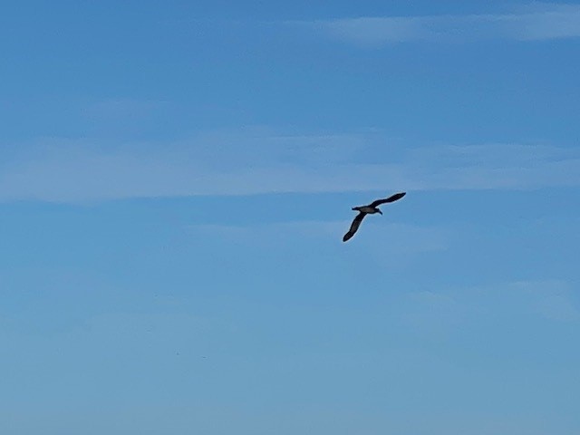 albatros černonohý - ML415204021