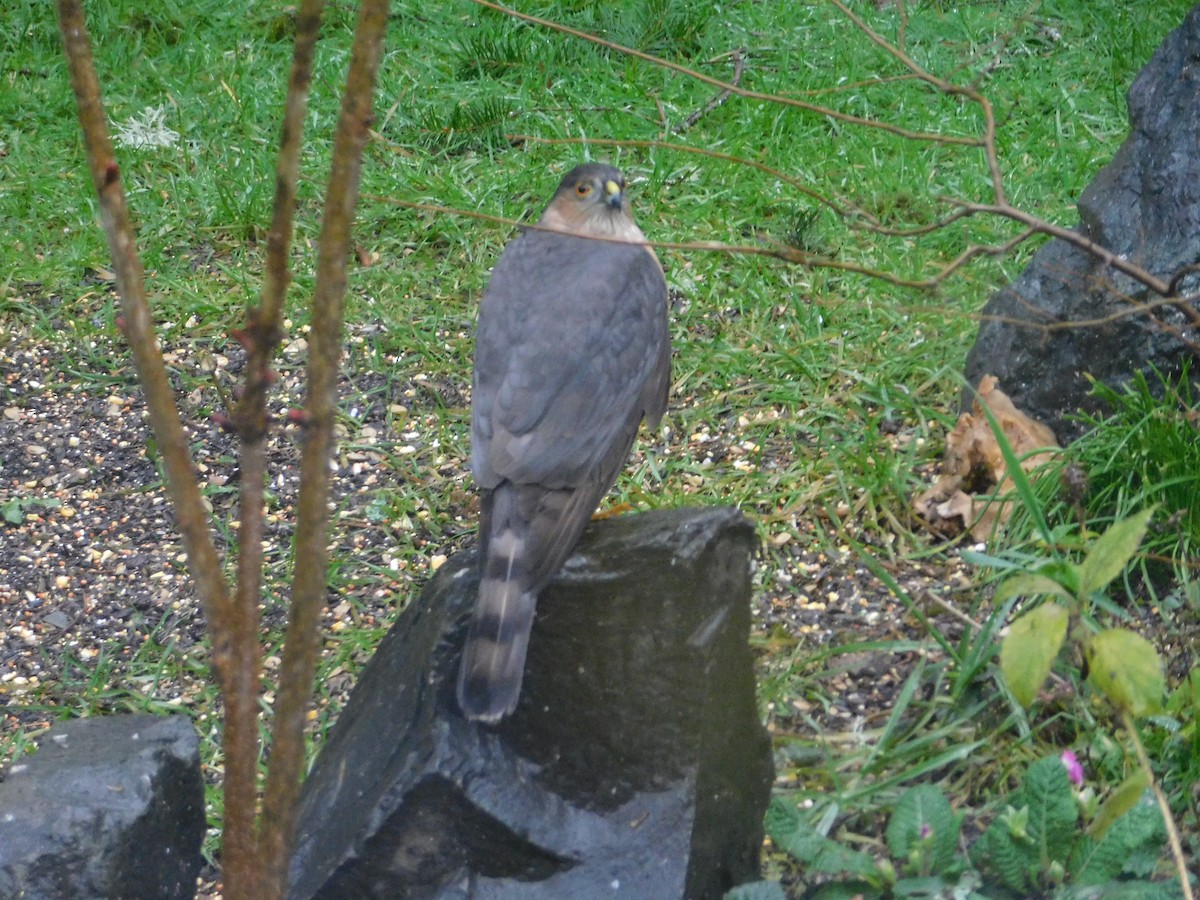 Sharp-shinned Hawk - ML415204281