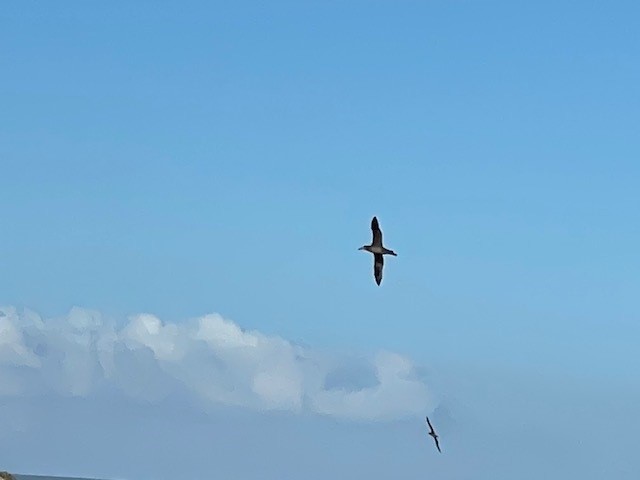 Albatros à pieds noirs - ML415204381
