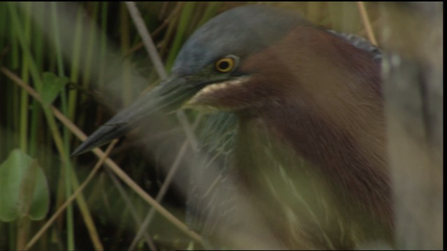 Green Heron - ML415205