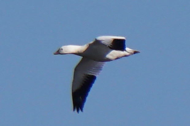 Ross's Goose - ML41520531