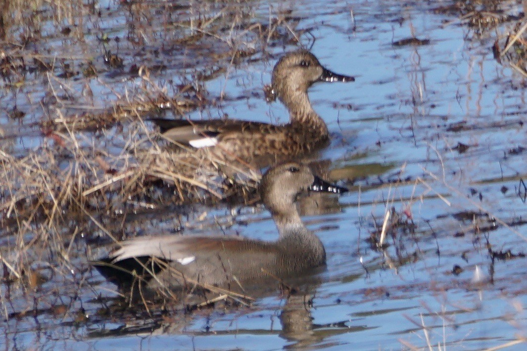 Gadwall - ML41520541