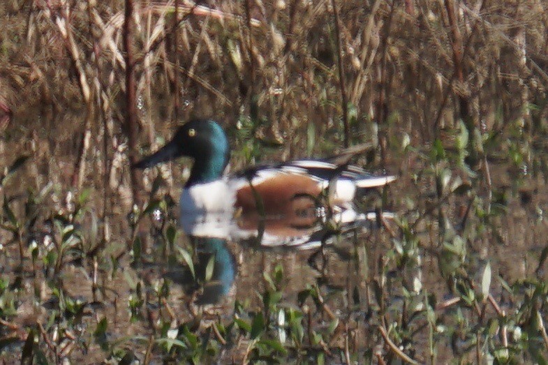 Northern Shoveler - ML41520551