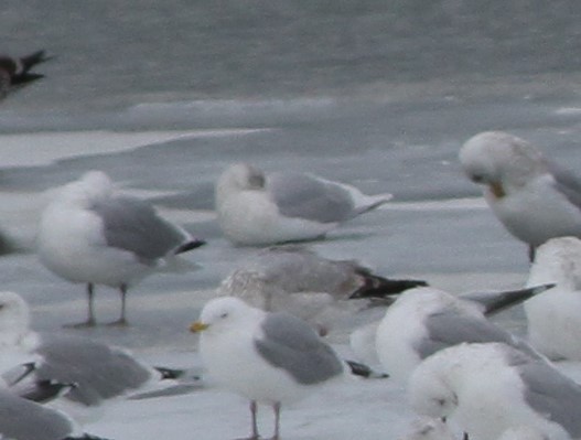 Iceland Gull - ML415205901