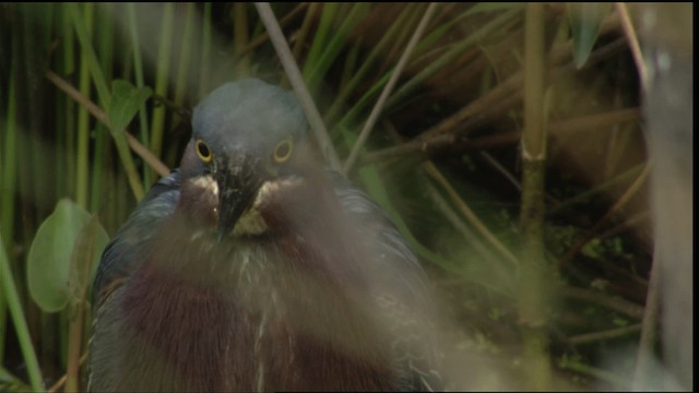 Green Heron - ML415206