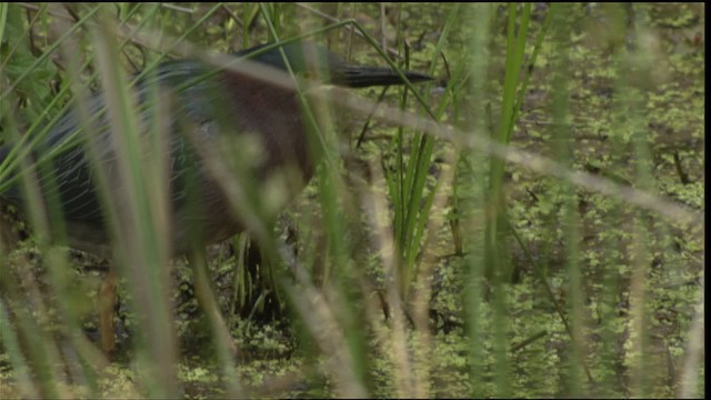 Green Heron - ML415207