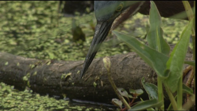 Green Heron - ML415208