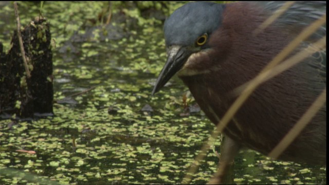 Green Heron - ML415209