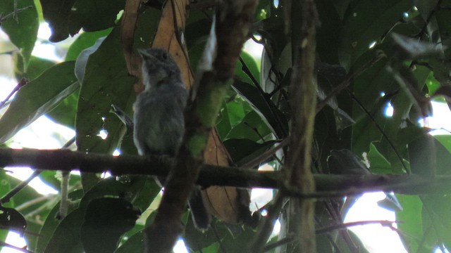 Mouse-colored Antshrike - ML415210181