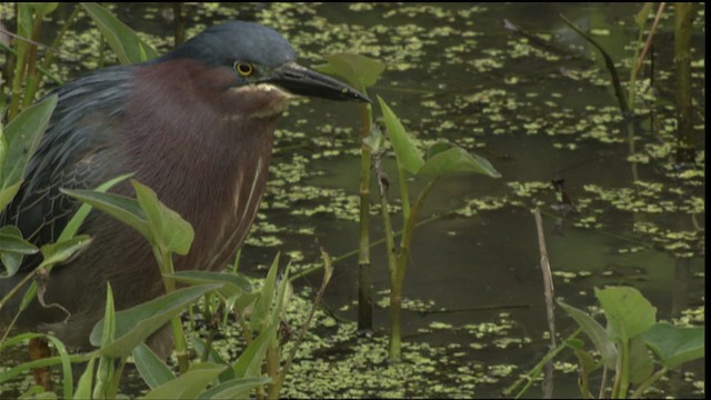 Green Heron - ML415211