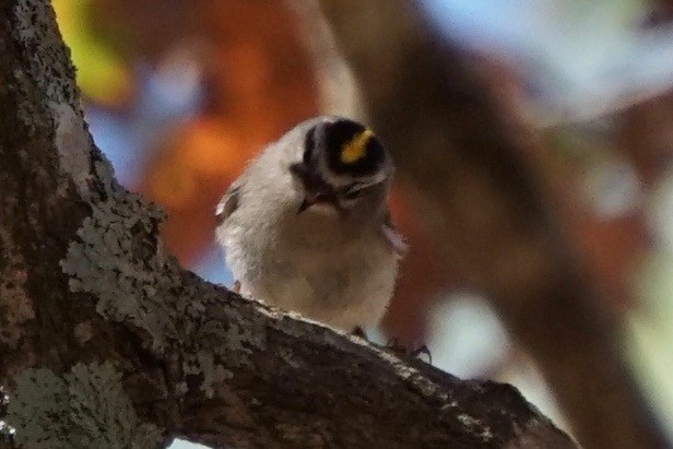 Golden-crowned Kinglet - ML41521111